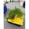 Image 1 : Live plant