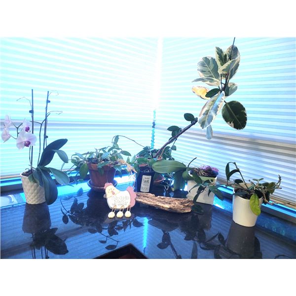 House plants lot. Cat A