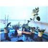 Image 1 : House plants lot. Cat A