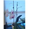 Image 3 : House plants lot. Cat A