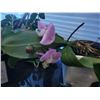 Image 4 : House plants lot. Cat A
