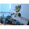 Image 5 : House plants lot. Cat A