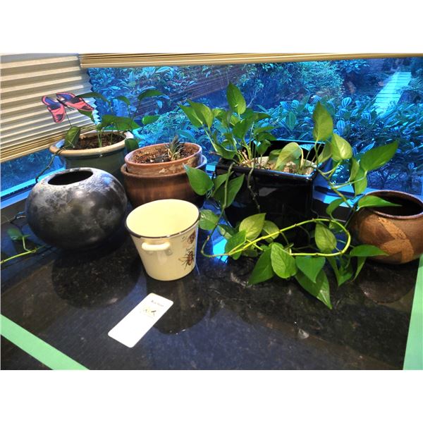 House plants lot. Cat A