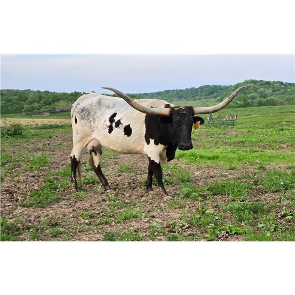 Sub Lot - RRR Miss Abilene 626