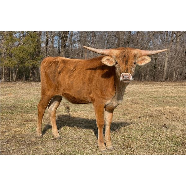 SCRATCH: KCCI Brittany