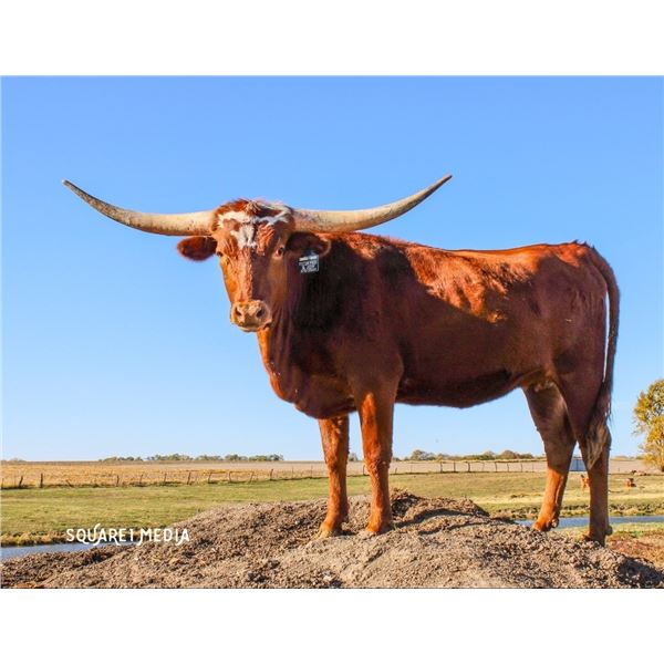 23LF Poco's Pride & Joy