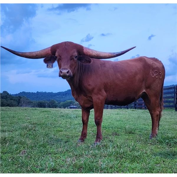 RC MY BLUEGRASS HEART