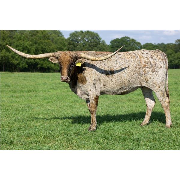 FL FLATLAND'S DELIGHT