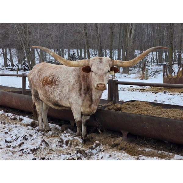 RRR MISS COWGIRL PAT806