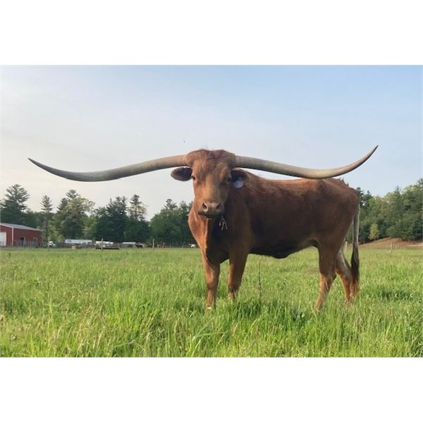 SUB LOT - Rockin Cheers