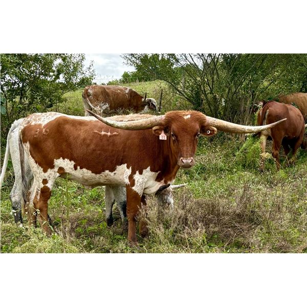 HUBBELLS ROMANS SPECIAL