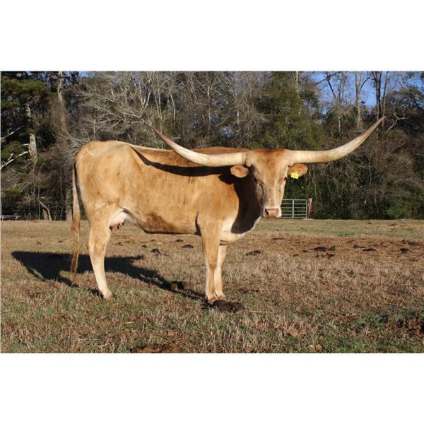 RIVERFORKS PRETTY SMOOTH