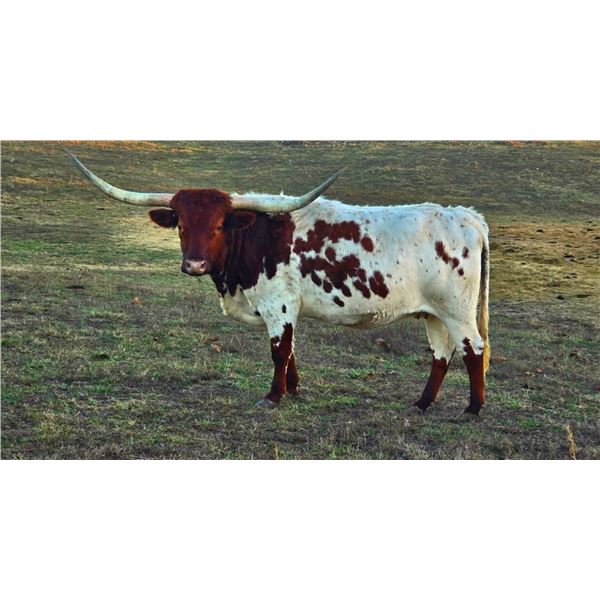 GYPSY'S REBEL SAGE TK