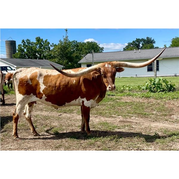 HUBBELLS ROMANS RIVERS