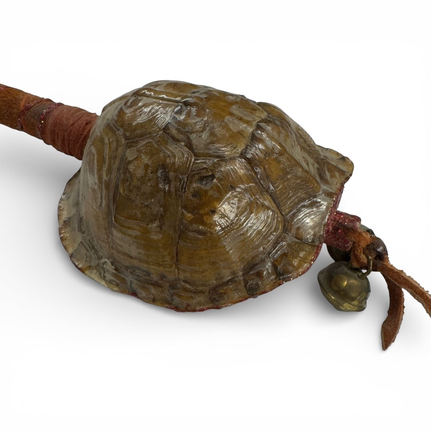 Real Turtle Shell Rattle 14