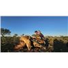 Image 1 : G2 Ranch- 3 Day/ 2 Night Nilgai Cow Hunt for 1 Hunter & 1 Observer