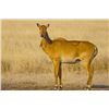 Image 2 : G2 Ranch- 3 Day/ 2 Night Nilgai Cow Hunt for 1 Hunter & 1 Observer