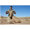 Image 1 : Valiant Ranch- 3 Day/ 2 Night Aoudad Hunt for 1 Hunter