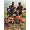 Image 3 : 5 DAYS HUNT FULL LODGING FOR 4 HUNTERS (DAILY RATES) + 1 BLACKBUCK + 1 PATAGONIC RAM + 2 WILD BOARS