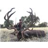 Image 1 : 3 Day Amazing Spanish Hunt for 1 Iberian Red Deer for 1 Hunter with Giuseppe Carrizosa – SP