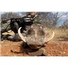 Image 4 : 10-Day All-Inclusive South Africa Plains Game Hunt for 1 Hunter in the Limpopo Valley