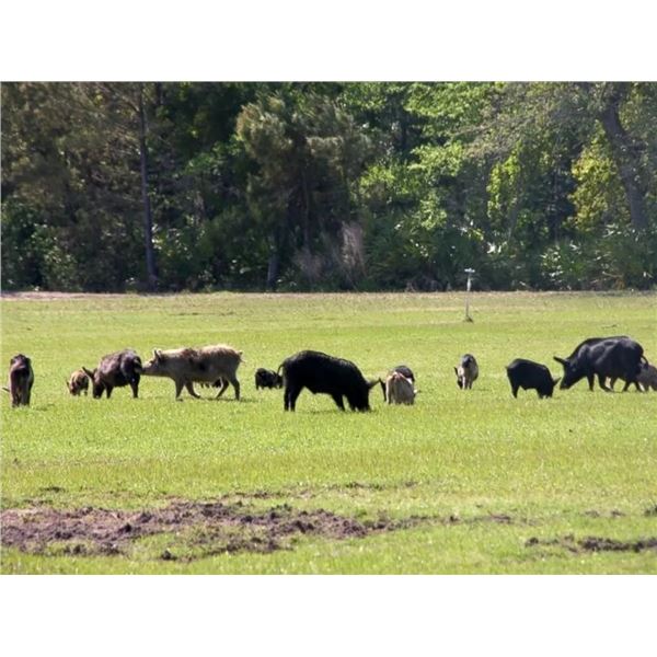 Texas Hog Hunt for 2 Hunters for 3 Days/3 Nights with Cold Water Outfitters