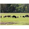 Image 1 : Texas Hog Hunt for 2 Hunters for 3 Days/3 Nights with Cold Water Outfitters