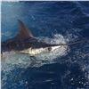Image 6 : 6-Days in Zihuatanejo, Mexico with 4-Days of Fantastic Fishing for 1 Angler