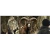 Image 5 : Amazing hunt in Slamanca, Spain for 1 Hunter for a Fallow Deer, Mouflon Sheep or a Roe Deer
