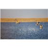 Image 8 : 4 Day Ultimate Duck & Mixed Bag Hunt  2 Hunters *San Martin Lodge* with Argentina Heritage Outdoors