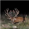 Image 7 : 4 Day Argentina Red Stag for 2 Hunters with Pointer Big Game in Argentina