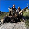 Image 6 : Amazing hunt in Salamanca, Spain for 1 Hunter for a Fallow Deer, Mouflon Sheep or a Roe Deer