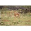 Image 1 : 7 Day/6 Night All Inclusive South Africa Plains Game Hunt for 4 Hunters in South Africa