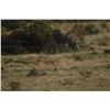 Image 3 : 7 Day/6 Night All Inclusive South Africa Plains Game Hunt for 4 Hunters in South Africa