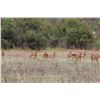 Image 4 : 7 Day/6 Night All Inclusive South Africa Plains Game Hunt for 4 Hunters in South Africa