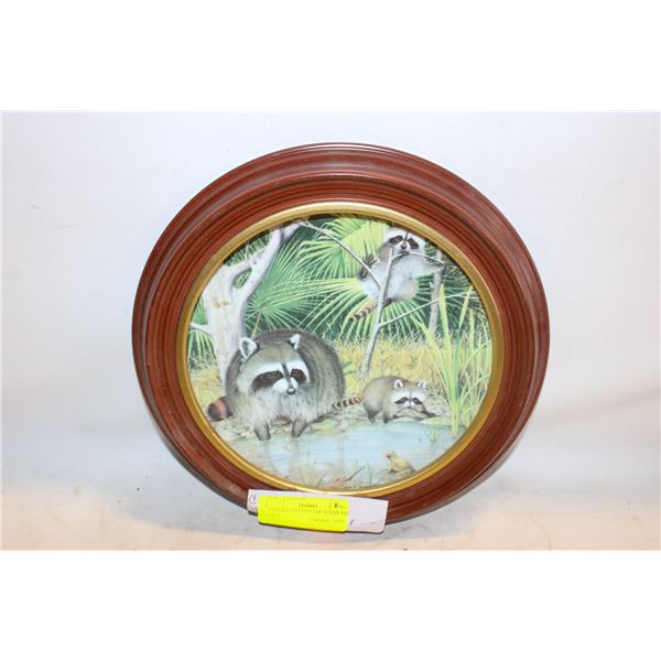 CURIOUS RACCONS THE WOODLAND YEAR