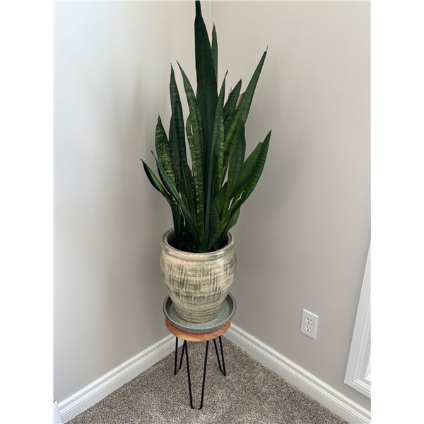Potted Snake Plant