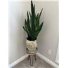 Image 1 : Potted Snake Plant