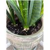 Image 3 : Potted Snake Plant