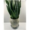 Image 1 : Potted Snake Plant