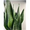 Image 2 : Potted Snake Plant