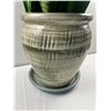 Image 4 : Potted Snake Plant