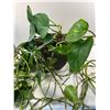 Image 1 : Large Potted Vine