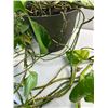 Image 2 : Large Potted Vine
