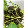 Image 3 : Large Potted Vine