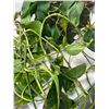 Image 4 : Large Potted Vine