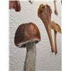 Image 6 : Lisa Audit Mushroom Art