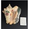 Image 1 : WW1 WWI St Thomas VI Trench Art Conch Shell