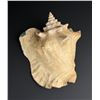 Image 2 : WW1 WWI St Thomas VI Trench Art Conch Shell