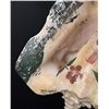 Image 5 : WW1 WWI St Thomas VI Trench Art Conch Shell
